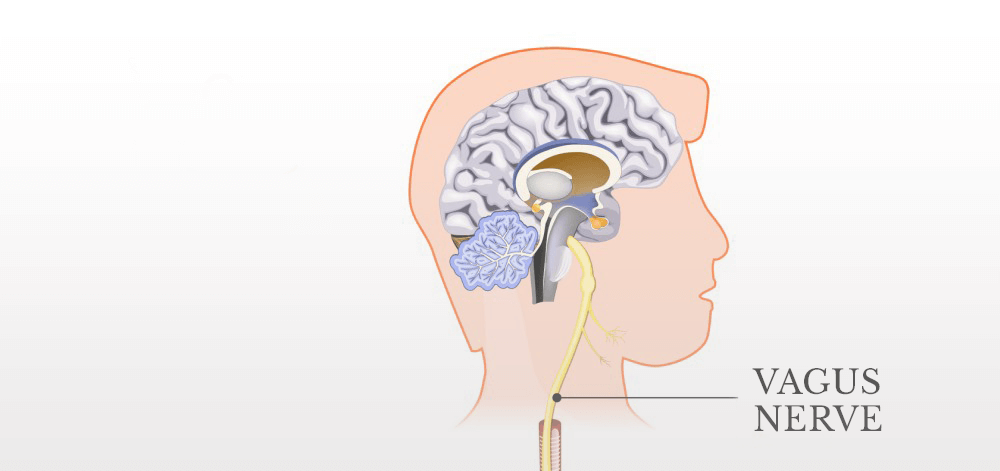 Gut brain axis - Vagus nerve