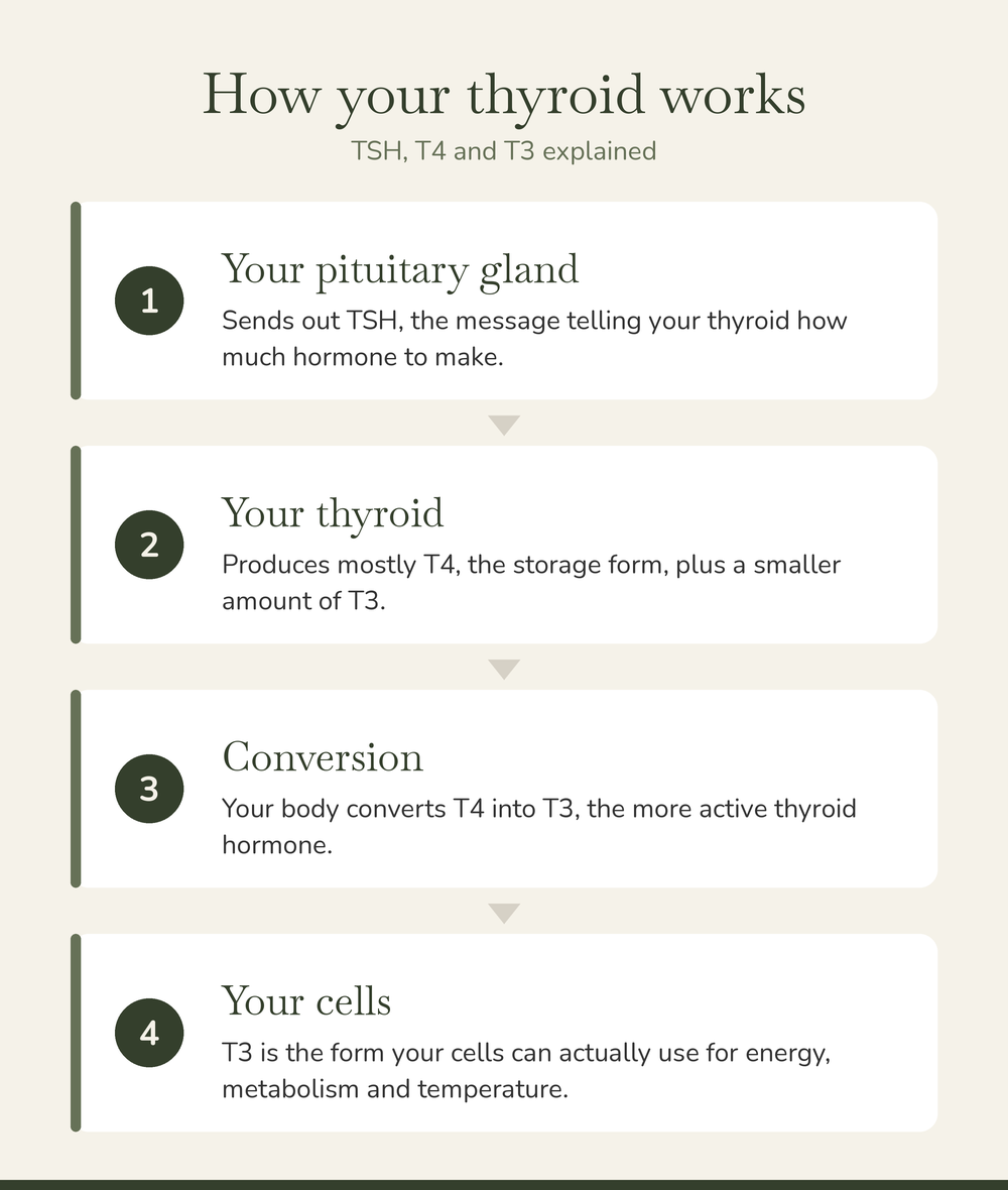 Four step diagram showing how the pituitary gland releases TSH, the thyroid produces T4 and T3, the body converts T4 into T3, and the cells use T3