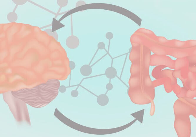 Brain gut connection and mental health