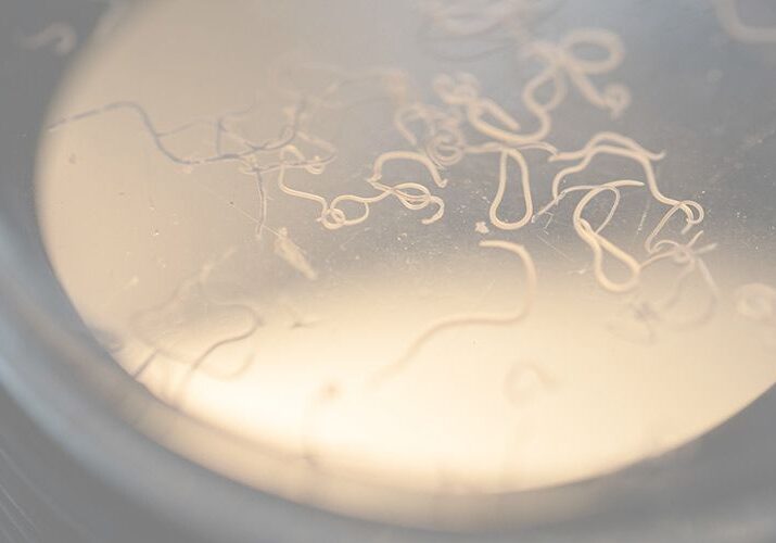 Worms article picture (1)